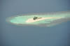 Un Isola delle Maldive