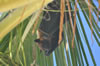 Il pipistrello maldiviano